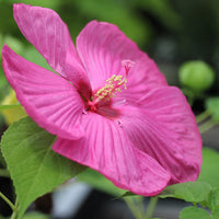 Explore the stunning Luna Hibiscus Rose collection available at www.shopplantfactory.com. Enhance your garden with these vibrant blooms, providing timeless charm. Discover our selection of high-quality products and take advantage of our complimentary shipping, always. Revamp your outdoor area with our highly coveted collection, turning it into a blooming haven.
