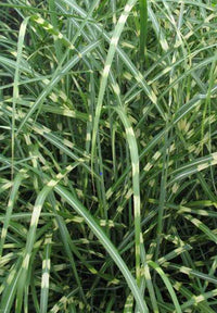 'Little Zebra' Dwarf Zebra Grass - Miscanthus