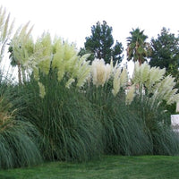 White Pampas Grass | Cortaderia selloana
