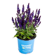 Perpetual Purple™ Salvia | Reblooming Salvia | Salvia nemorosa PERPETUAL PURPLE™ USPPAF