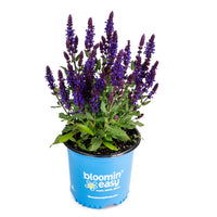 Perpetual Purple™ Salvia | Reblooming Salvia | Salvia nemorosa PERPETUAL PURPLE™ USPPAF