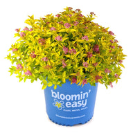 Pineapple Poprocks® Spirea | Spirea japonica 'Golden Select' USPPAF, CPBRAF