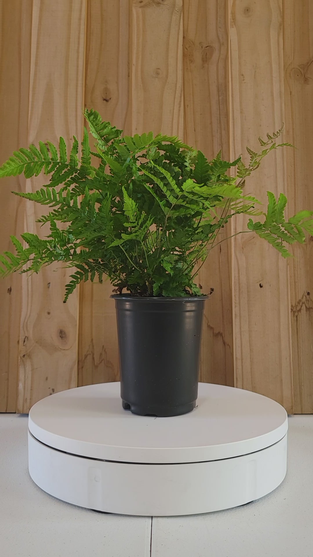 Brilliance Autumn Fern