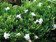 Dwarf Gardenia Radican Shrub | Gardenia jasminoides 'Radicans'