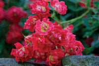 Red Drift® Groundcover Rose | Red Drift® x Rosa 'MEIgalpio' PP# 17,877