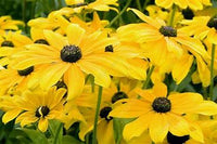 Indian Summer Coneflower | Black-Eyed Susan | Rudbeckia hirta