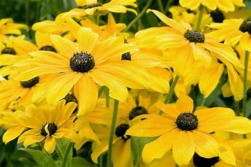 Indian Summer Coneflower | Black-Eyed Susan | Rudbeckia hirta