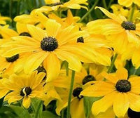 Indian Summer Coneflower | Black-Eyed Susan | Rudbeckia hirta