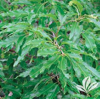 Sawtooth Oak Tree | Quercus acutissima