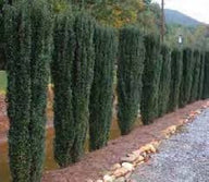 Sky Pencil Holly hedge