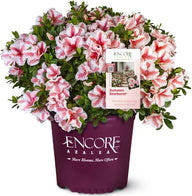 Autumn Starburst® Encore® Azalea