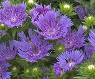 Peachie's Pick Stokes' Aster | Stokesia hybrid