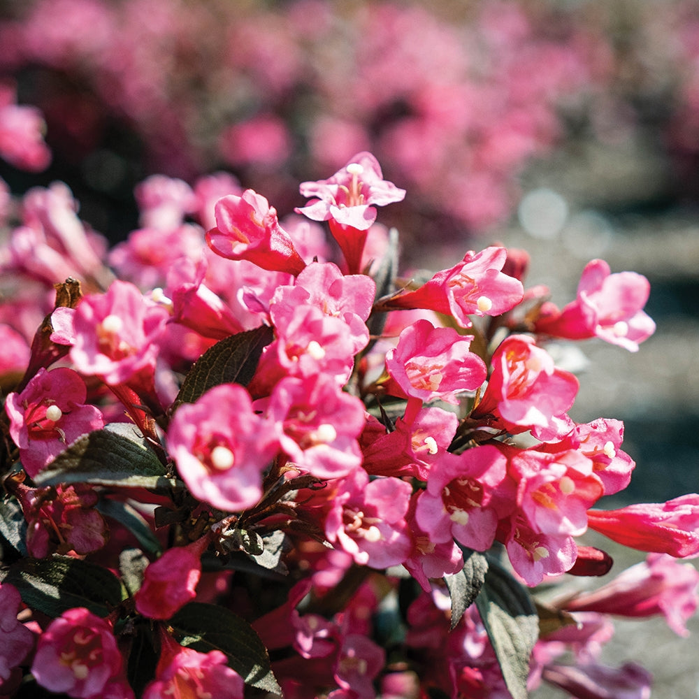 Bloomin' Easy 2Gallon (7.5L) Stunner Weigela Dark Pink Flowering Shrub