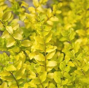 'Sunshine' Ligustrum  Southern Living Collection