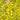 'Sunshine' Ligustrum  Southern Living Collection