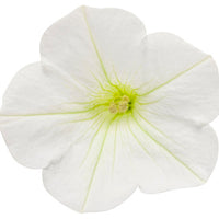 Supertunia Mini Vista® White Petunia hybrid