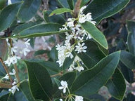 Fragrant Tea Olive | Sweet Olive | Osmanthus fragrans