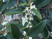 Fragrant Tea Olive | Sweet Olive | Osmanthus fragrans