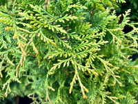 Thuja standishii x plicata 'Junior Giant' PP31297