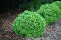 Tater Tot® Thuja occidentalis