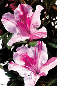 Autumn Twist® Encore Azalea | Rhododendron 'Conlep' PP12133