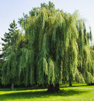 Weeping Willow Tree | Salix babylonica