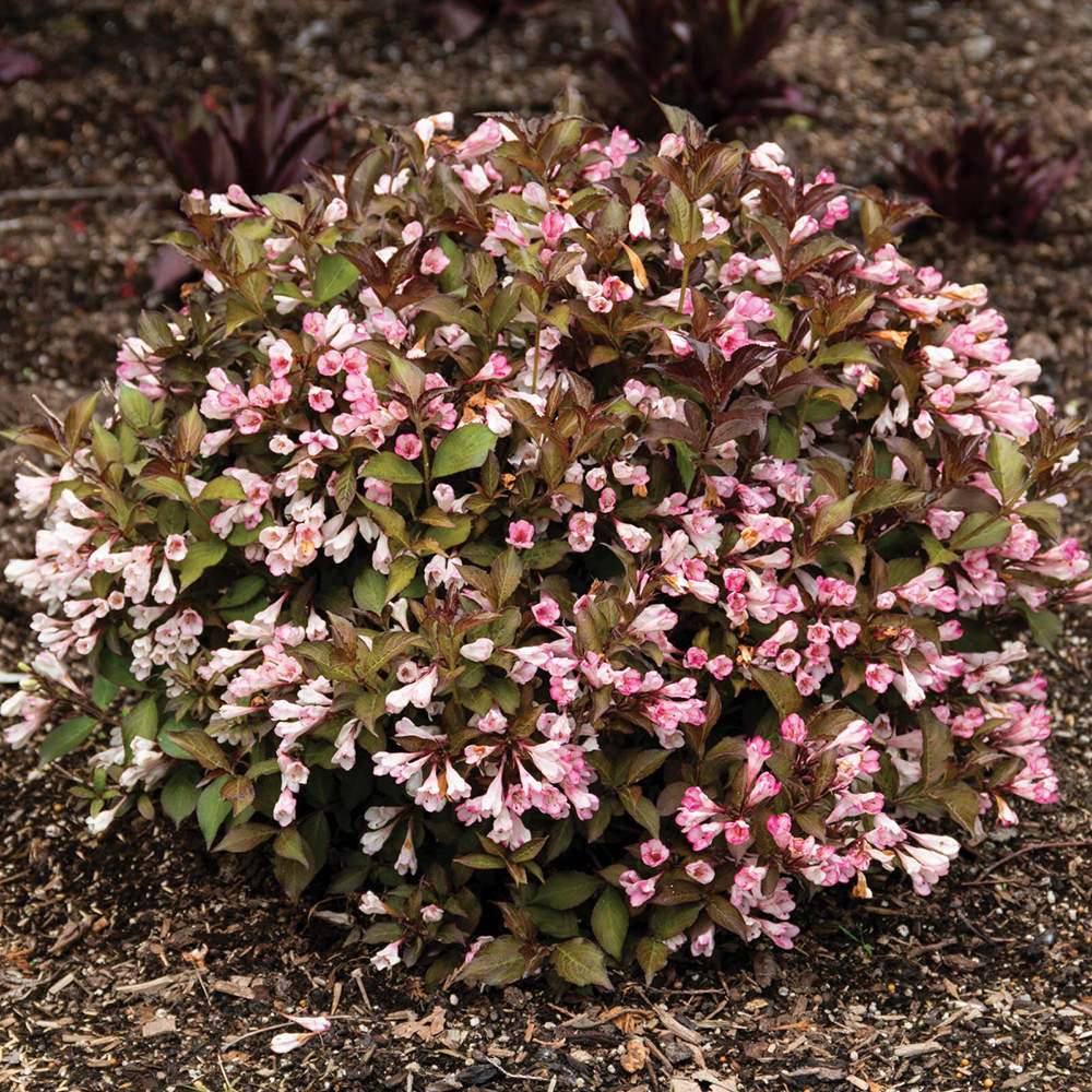 Afterglow™ Weigela |Botanical name: Weigela x 'AZ', USPPAF, CPBRAF