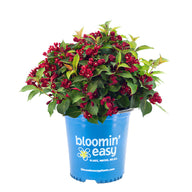 Maroon Swoon® Weigela | Weigela x 'Slingco 2' USPP26841, CPBR5267