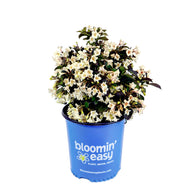 Tuxedo™ Weigela | Weigela x 'Velda' USPP26842, CPBR5268