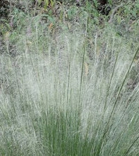 White Cloud Muhly Grass | Mulenbergia capillaris 'White Cloud'