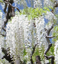 White Wisteria Tree | Wisteria 'Alba'