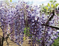 Blue Chinese Wisteria Vine | Wisteria sinensis | Custom Grown Vine