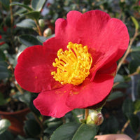 Yuletide Sasanqua bloom