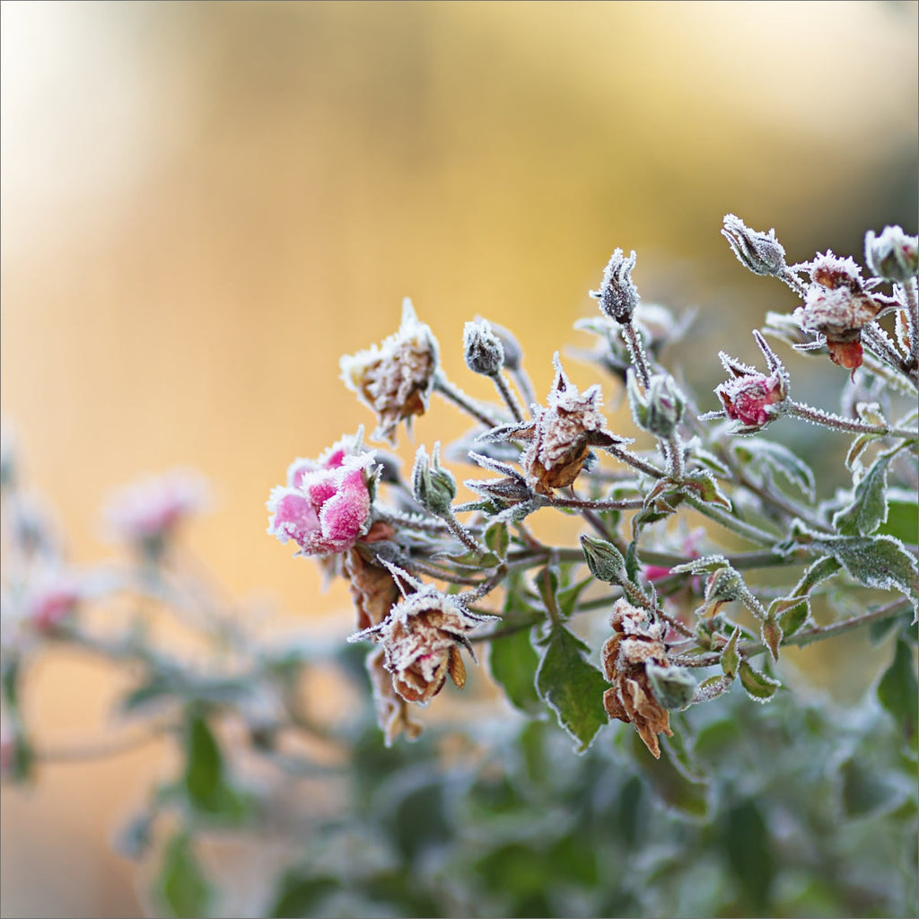 How to Protect Your Plants from a Sudden Winter Freeze (Expert Tips for Southern Gardens)