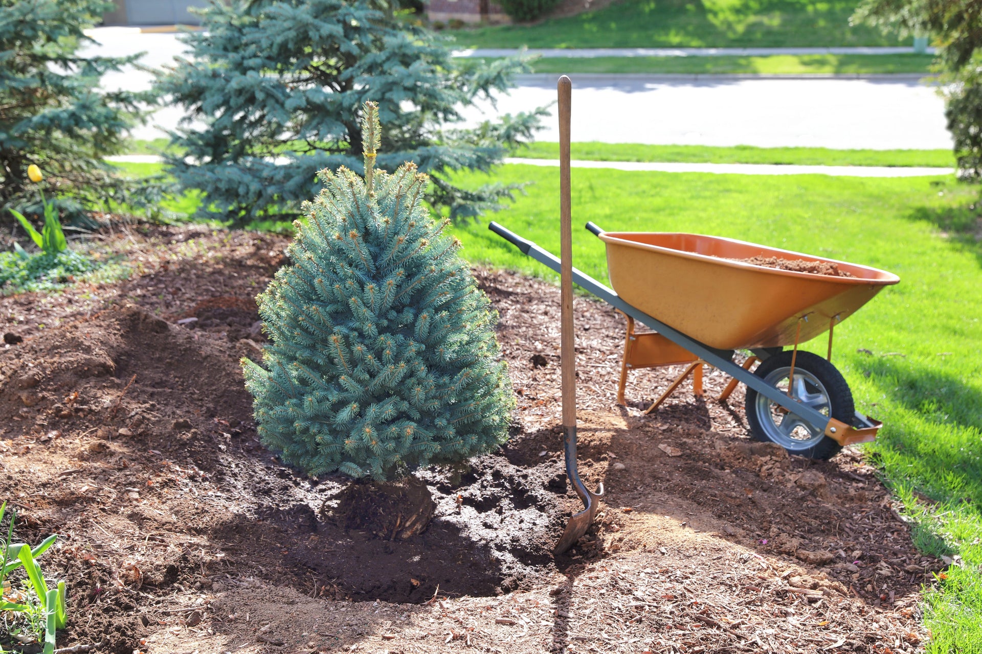 Tree Planting Tips for Autumn