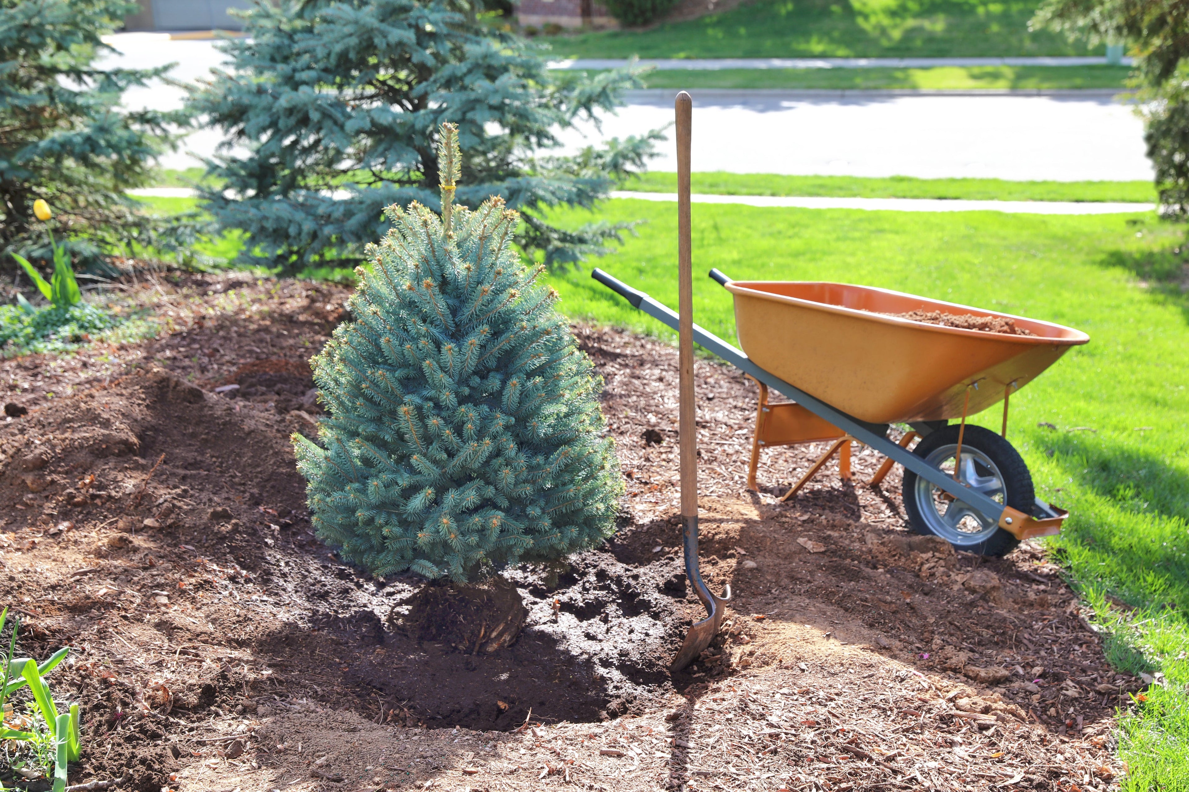 Tree Planting Tips for Autumn