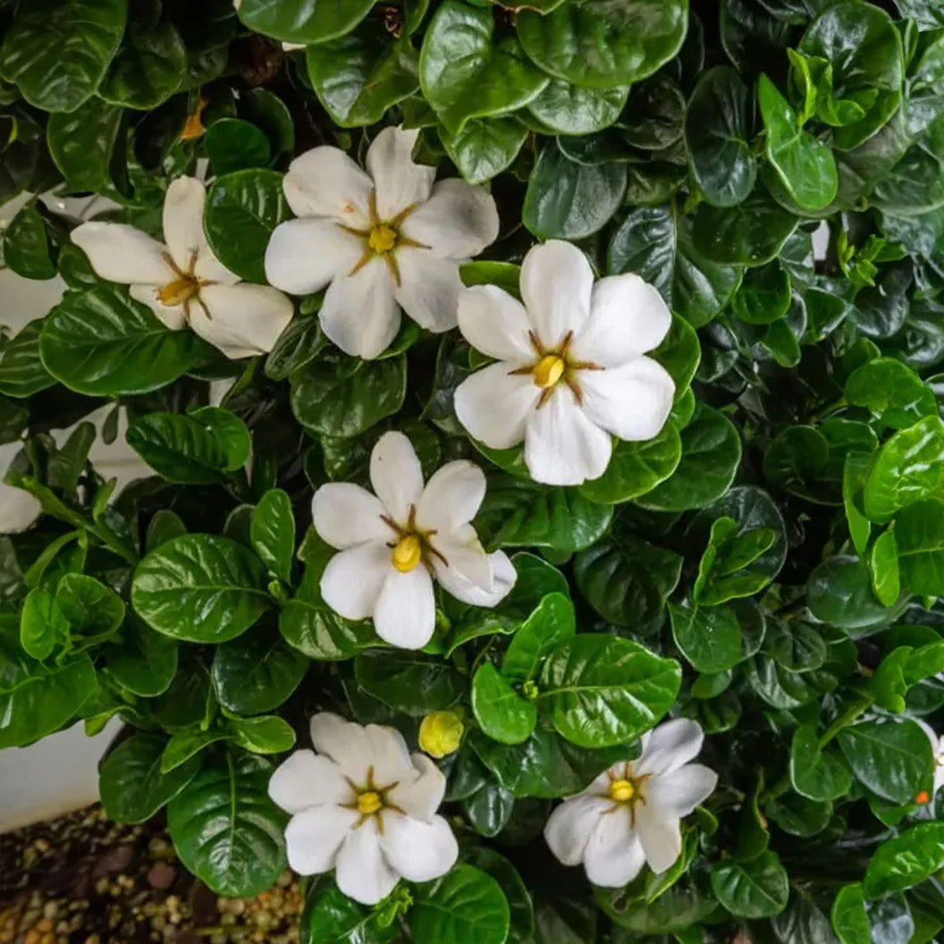 Extended blooming time