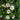 Extended blooming time