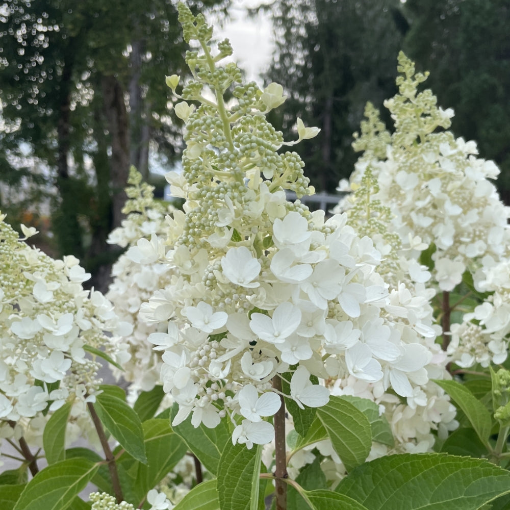 Panicle Hydrangea