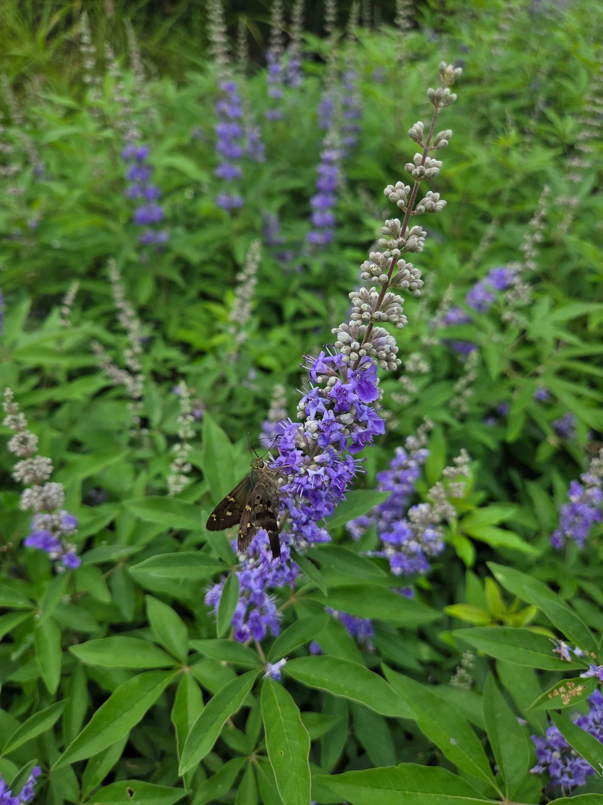 What's in Bloom!
