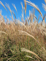 Silver Feather Maiden Grass | Miscanthus s. Silberfeder "Sliver Feather Grass"