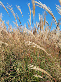 Silver Feather Maiden Grass | Miscanthus s. Silberfeder "Sliver Feather Grass"