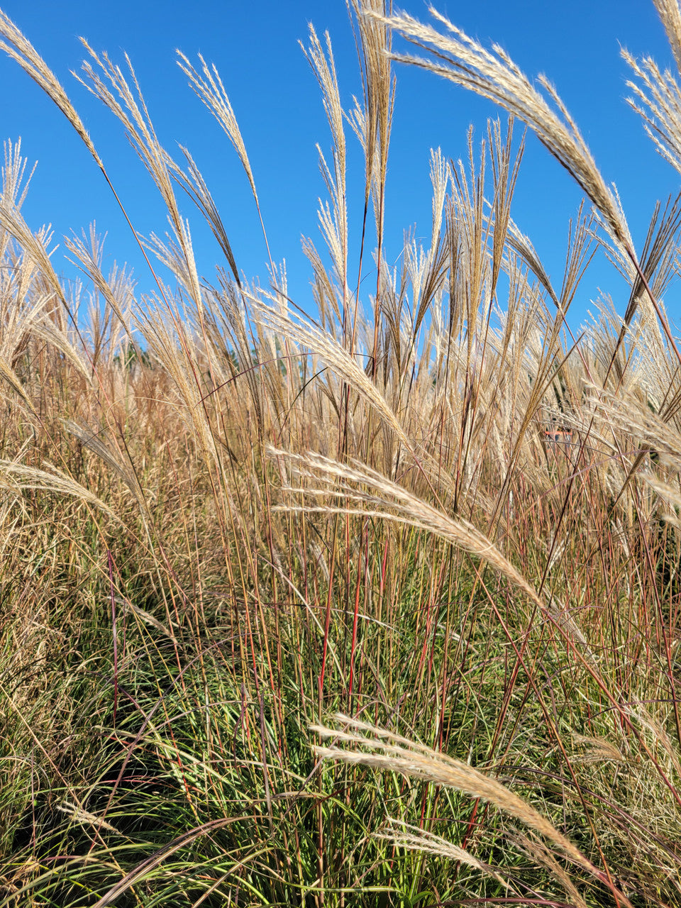Silver Feather Maiden Grass | Miscanthus s. Silberfeder "Sliver Feather Grass"