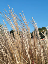 Silver Feather Maiden Grass | Miscanthus s. Silberfeder "Sliver Feather Grass"