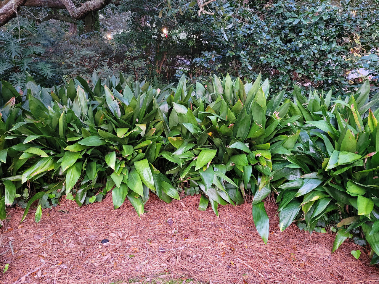 Cast Iron Plant