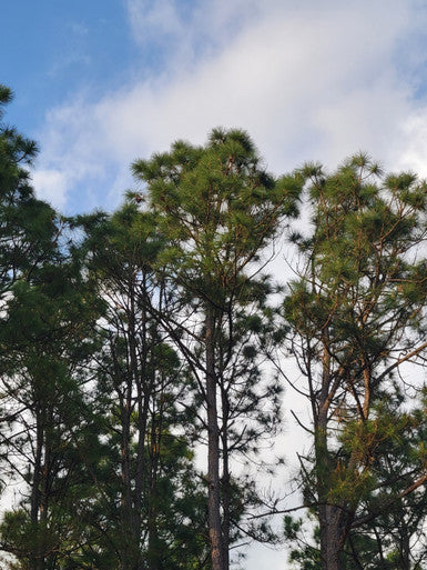 Loblolly Pine Trees | Pinus taeda ‘Loblolly’