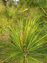 Loblolly Pine Trees | Pinus taeda ‘Loblolly’