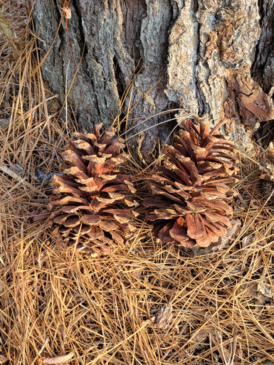 Loblolly Pine Trees | Pinus taeda ‘Loblolly’