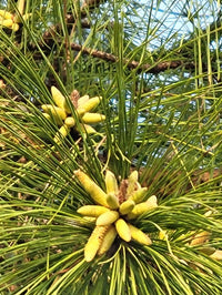 Loblolly Pine Trees | Pinus taeda ‘Loblolly’