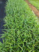 Yucca pendula | Soft Leaf Yucca